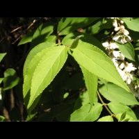 Deutzia scabra cv Candidissima (fam Saxifragacees) (5)